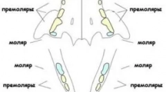 Ile zębów w kotach: norma i odchylenia